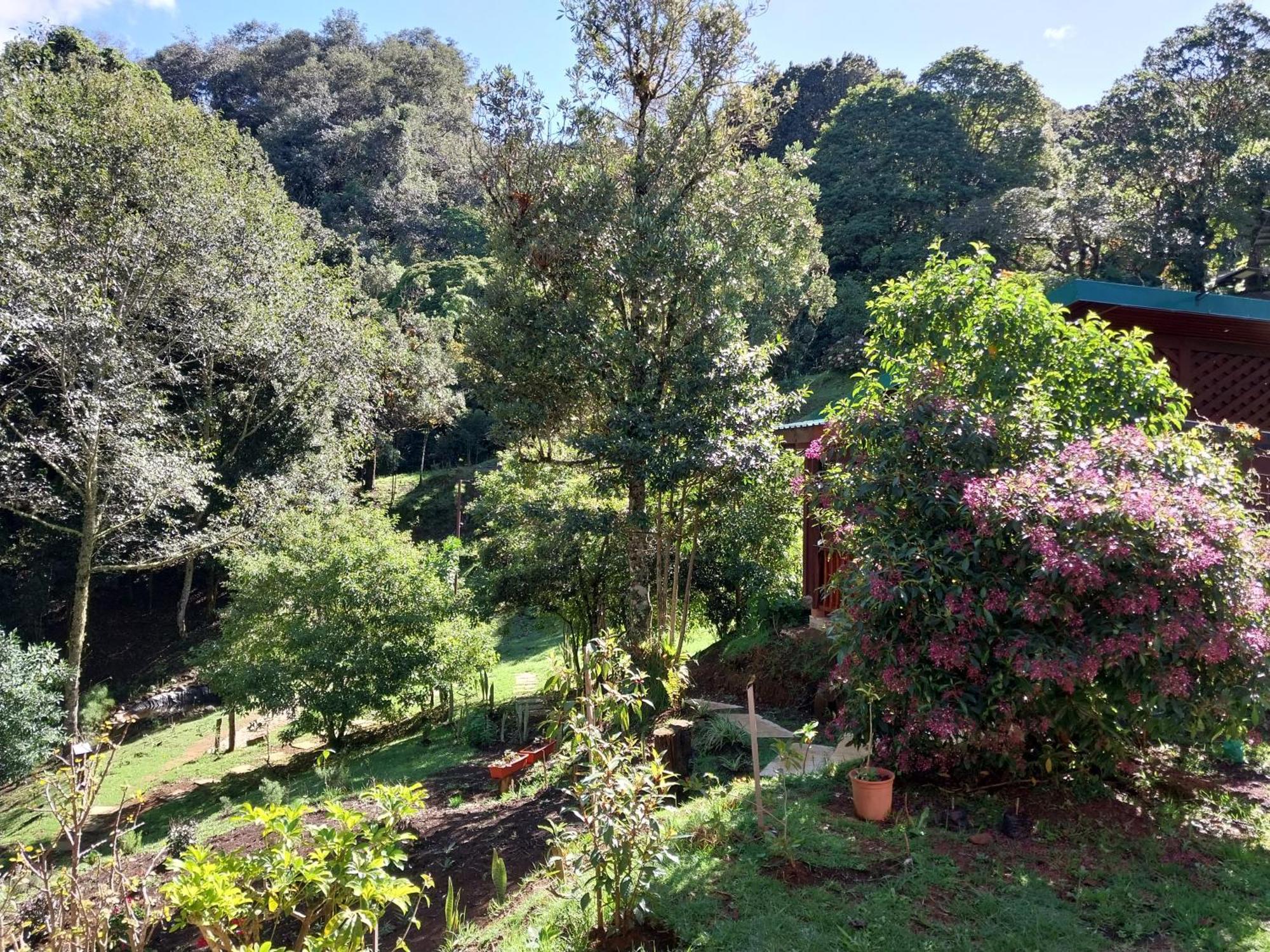 Curuba Lodge Copey エクステリア 写真