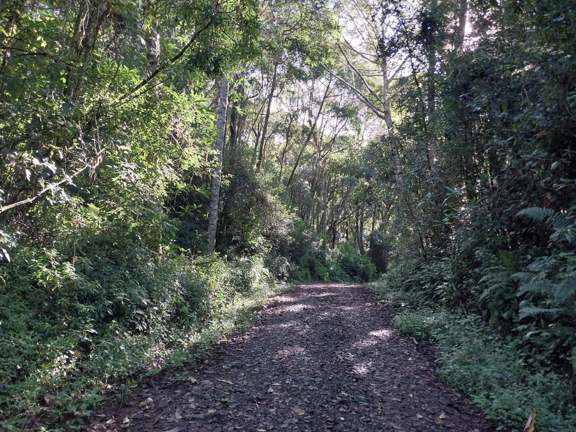 Curuba Lodge Copey エクステリア 写真